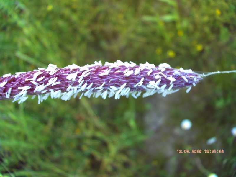 Phalaris coerulescens